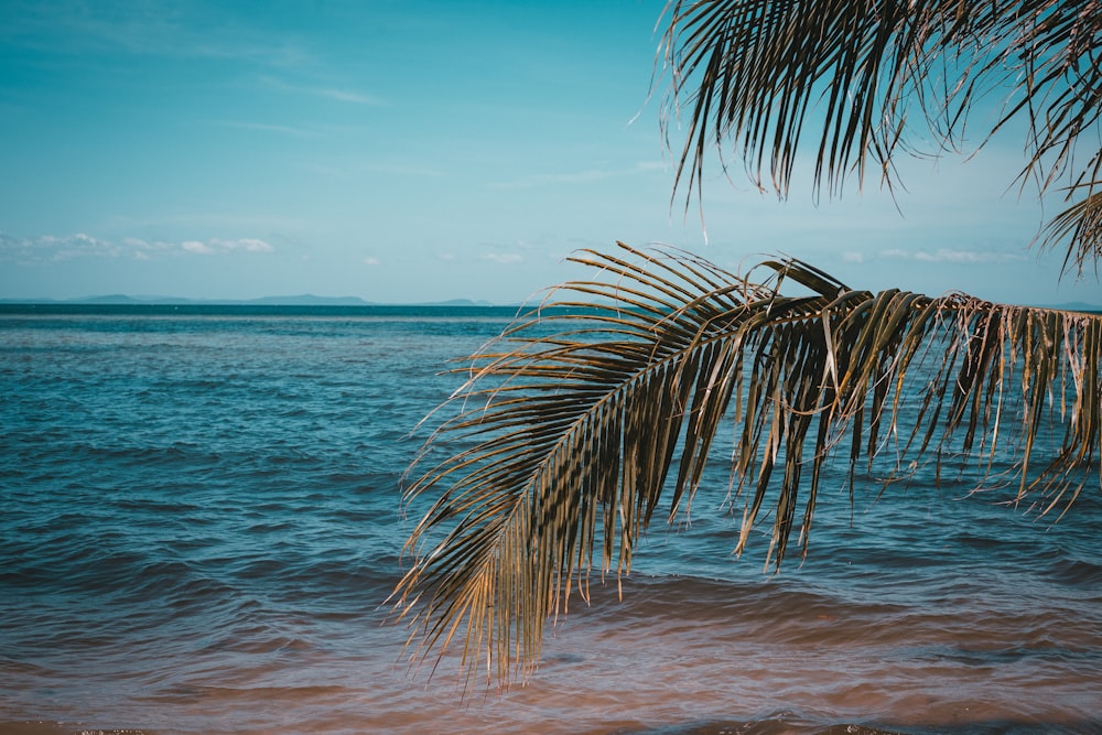 green palm trees beside body of water