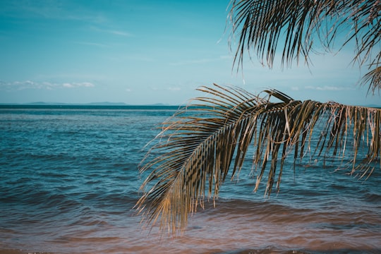 green palm trees beside body of water in Phu Quoc Vietnam