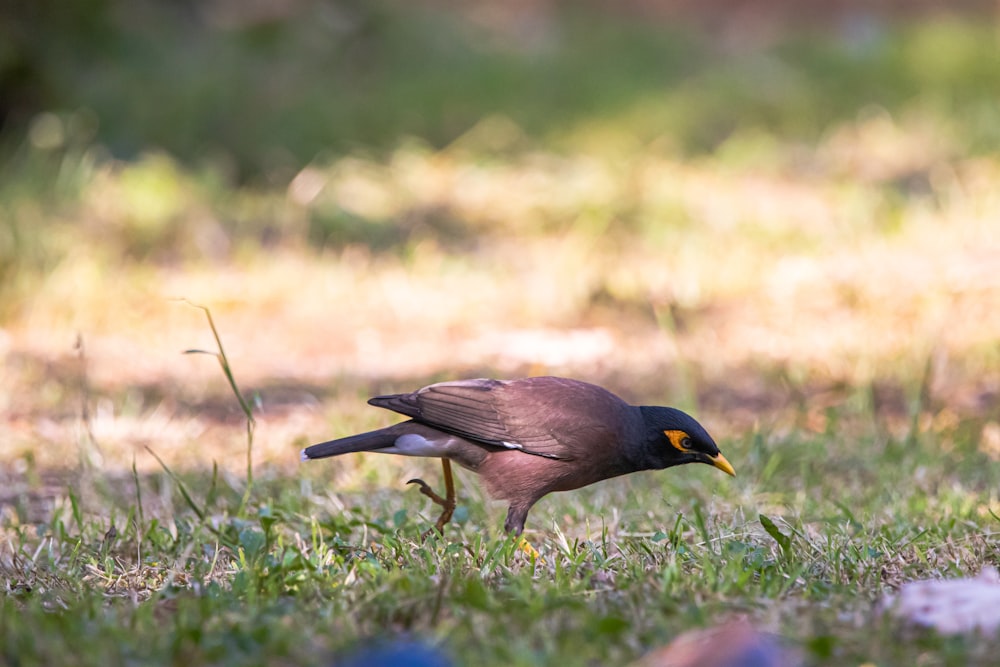 selective focus photography of gray bird on green grass