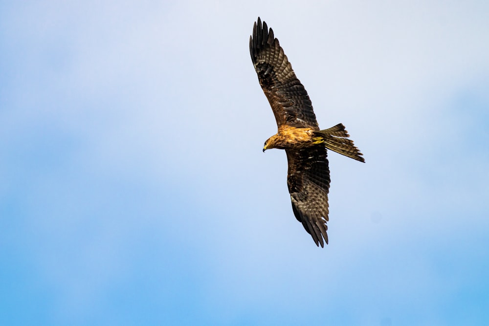 brown hawk