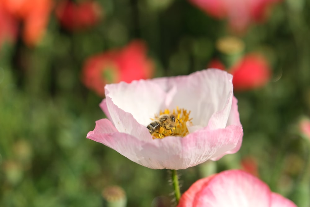 pink and white petaled flower