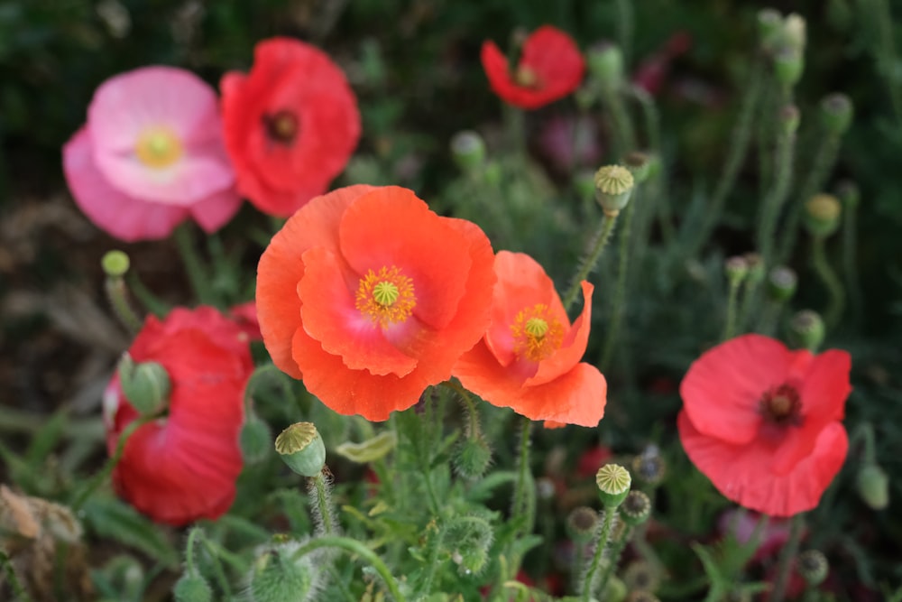 a group of red and pink flowers in a garden