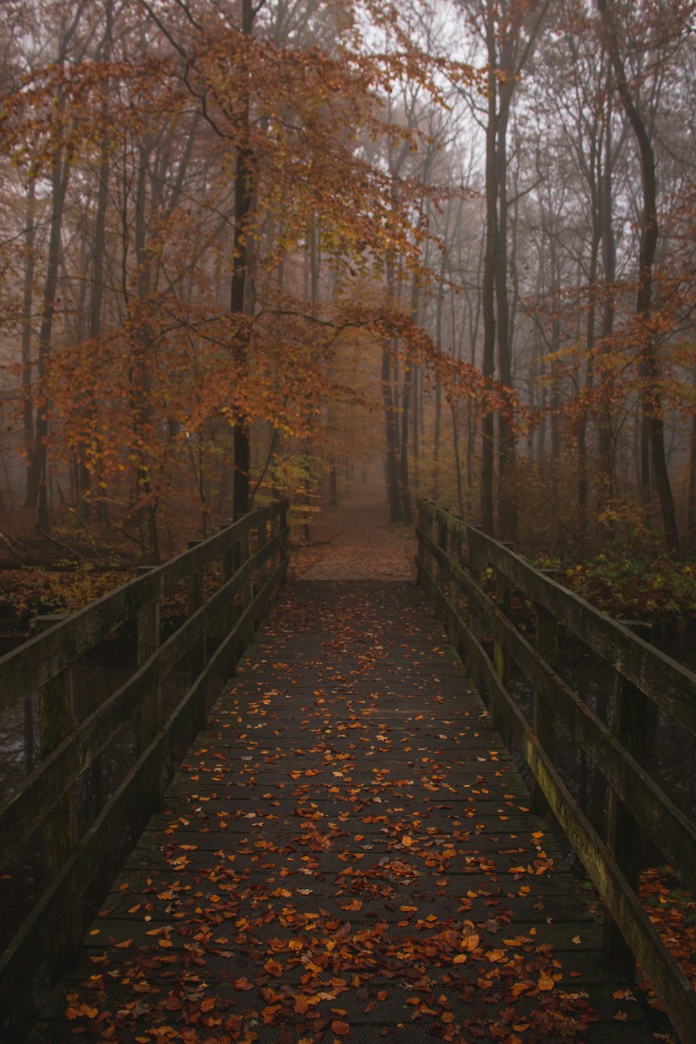 brown wooden bridge during daytime