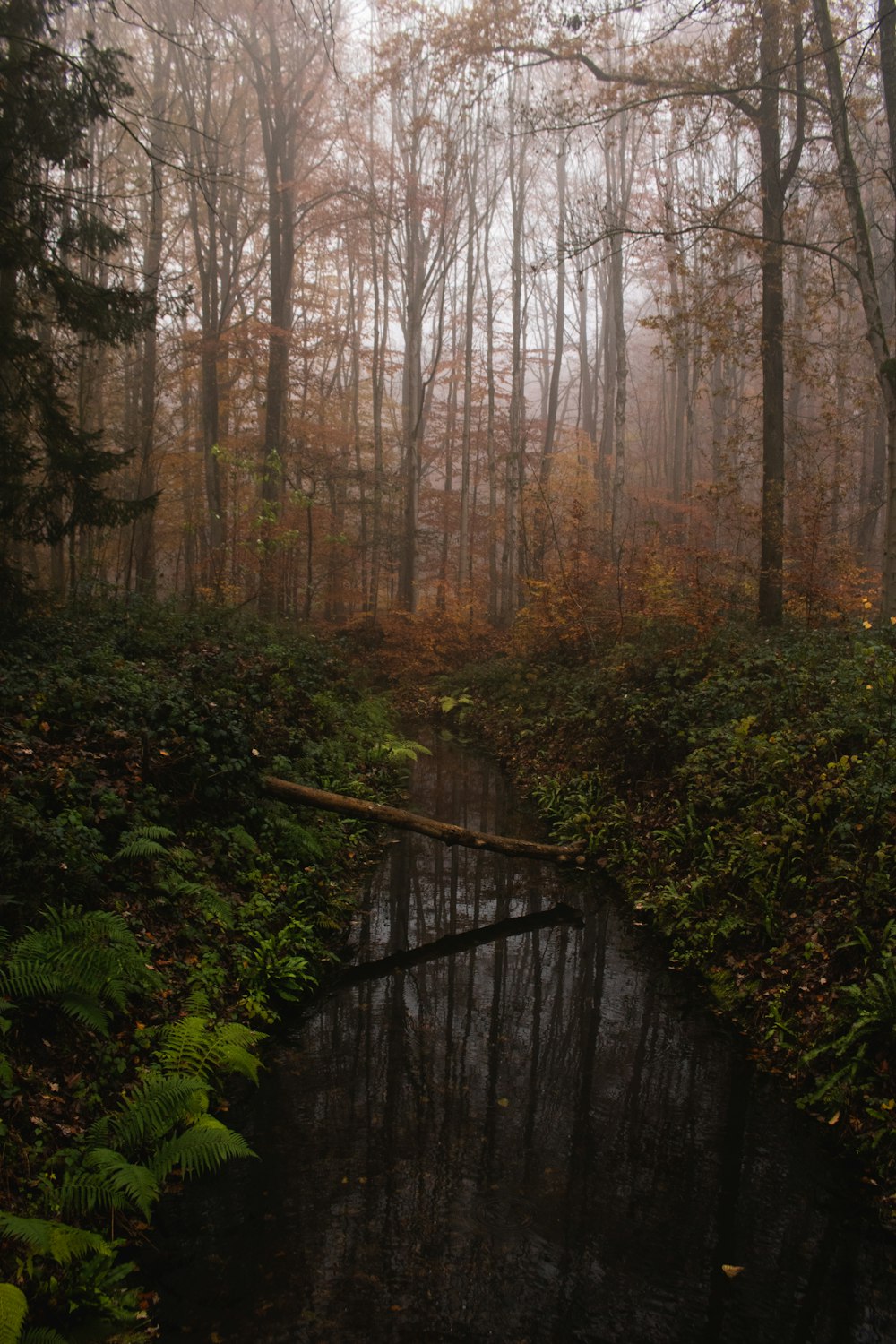 a stream running through a forest filled with lots of trees