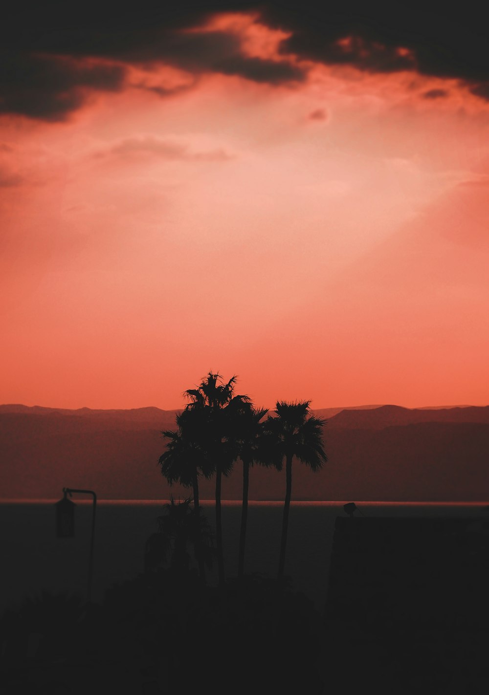 silhouette of coconut trees during golden hour