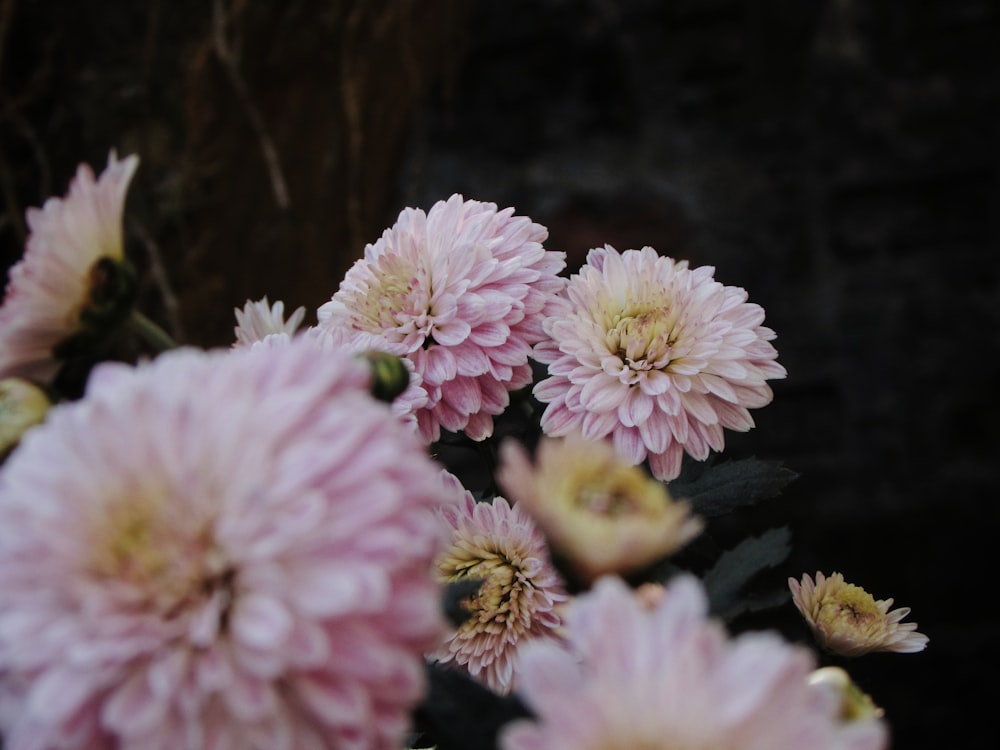 pink chrysanthemums