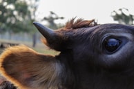 Natural earth tones background with a close-up of a healthy cow's face.