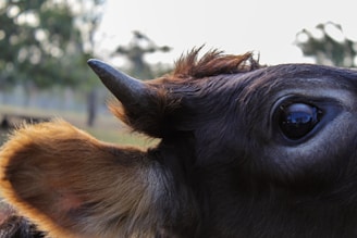 Natural earth tones background with a close-up of a healthy cow's face.