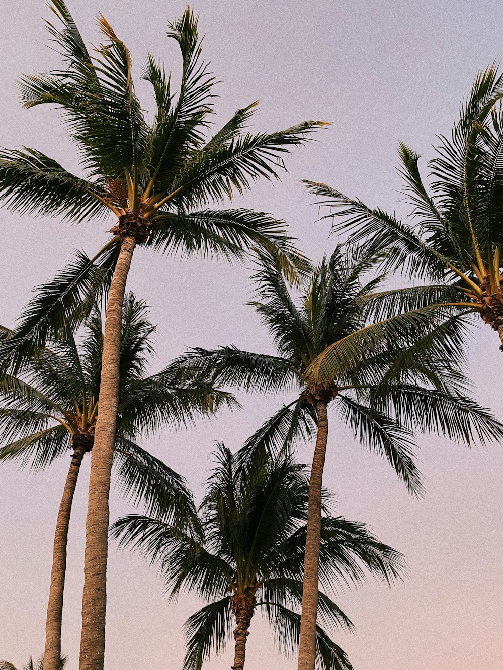 green coconut palm trees