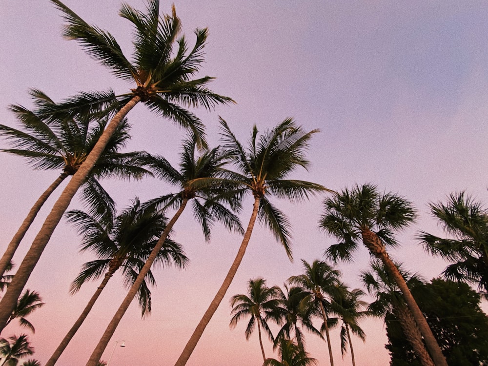 tall coconut trees