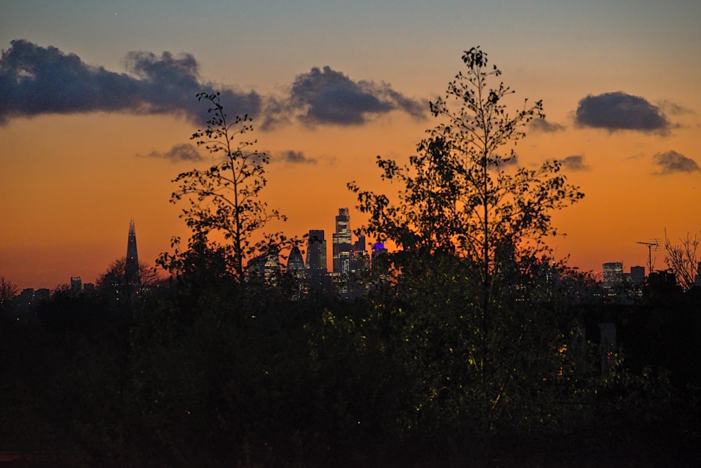 silhouette of trees during golden hour