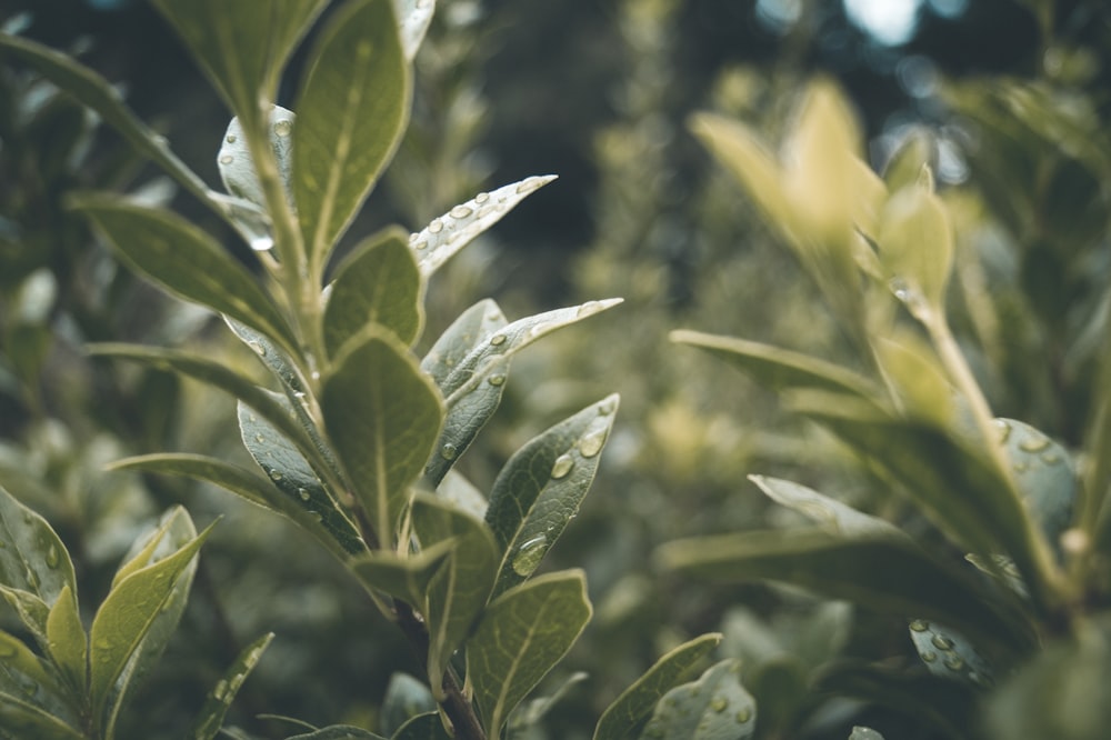 dew drops on green-leafed plants