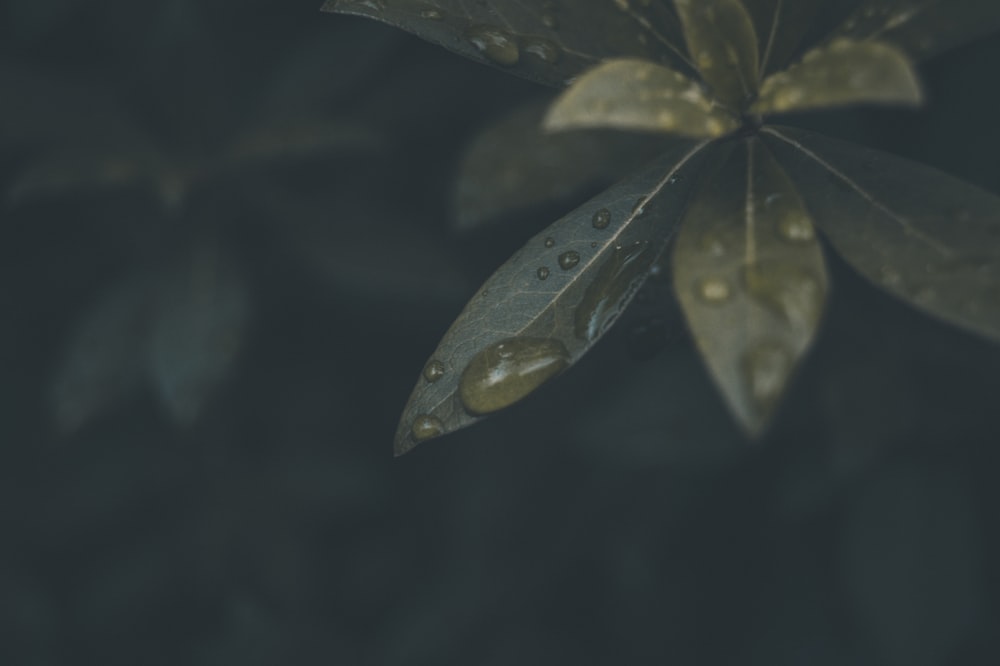 a close up of a leaf with drops of water on it