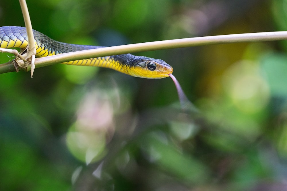 black and yellow snake