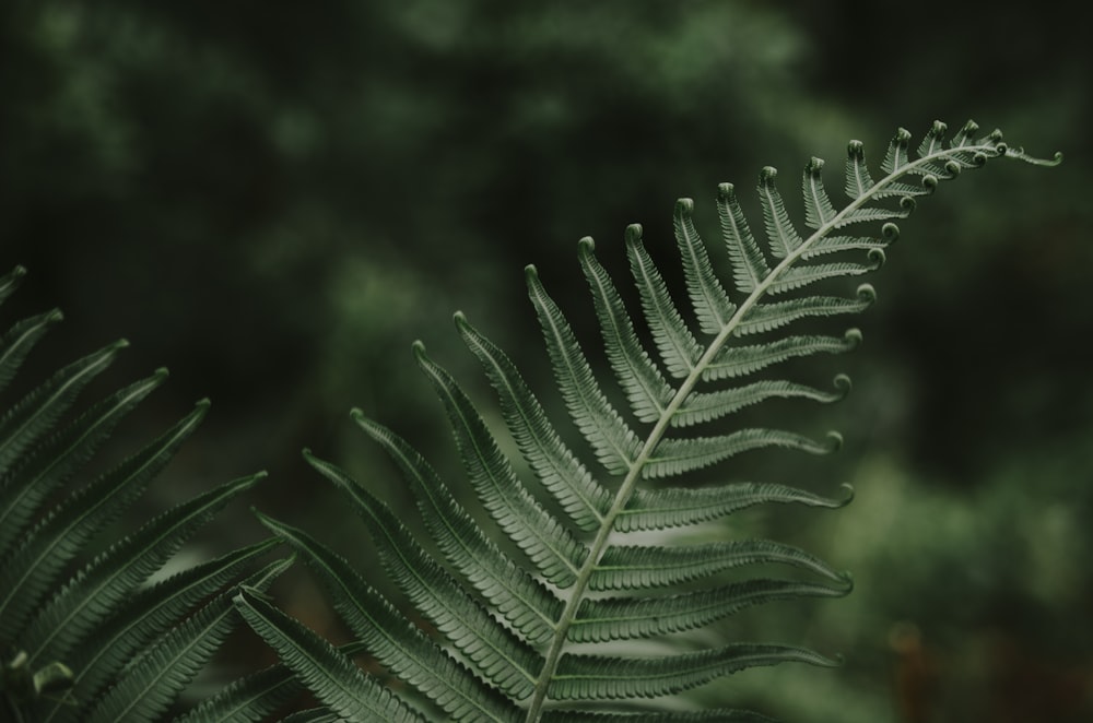 fern plant