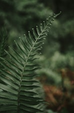 fern plant signifying acitvating your body's natural healing through craniosacral therapy