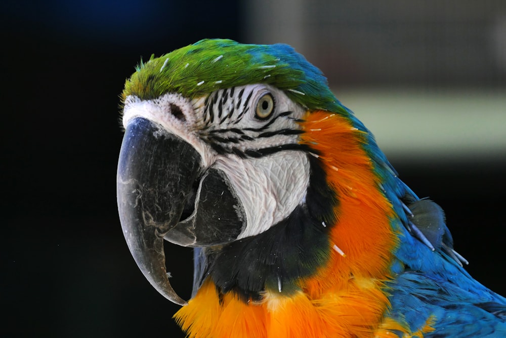 blue and yellow macaw