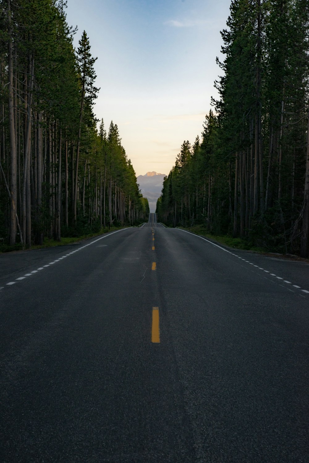 gray road and pine trees