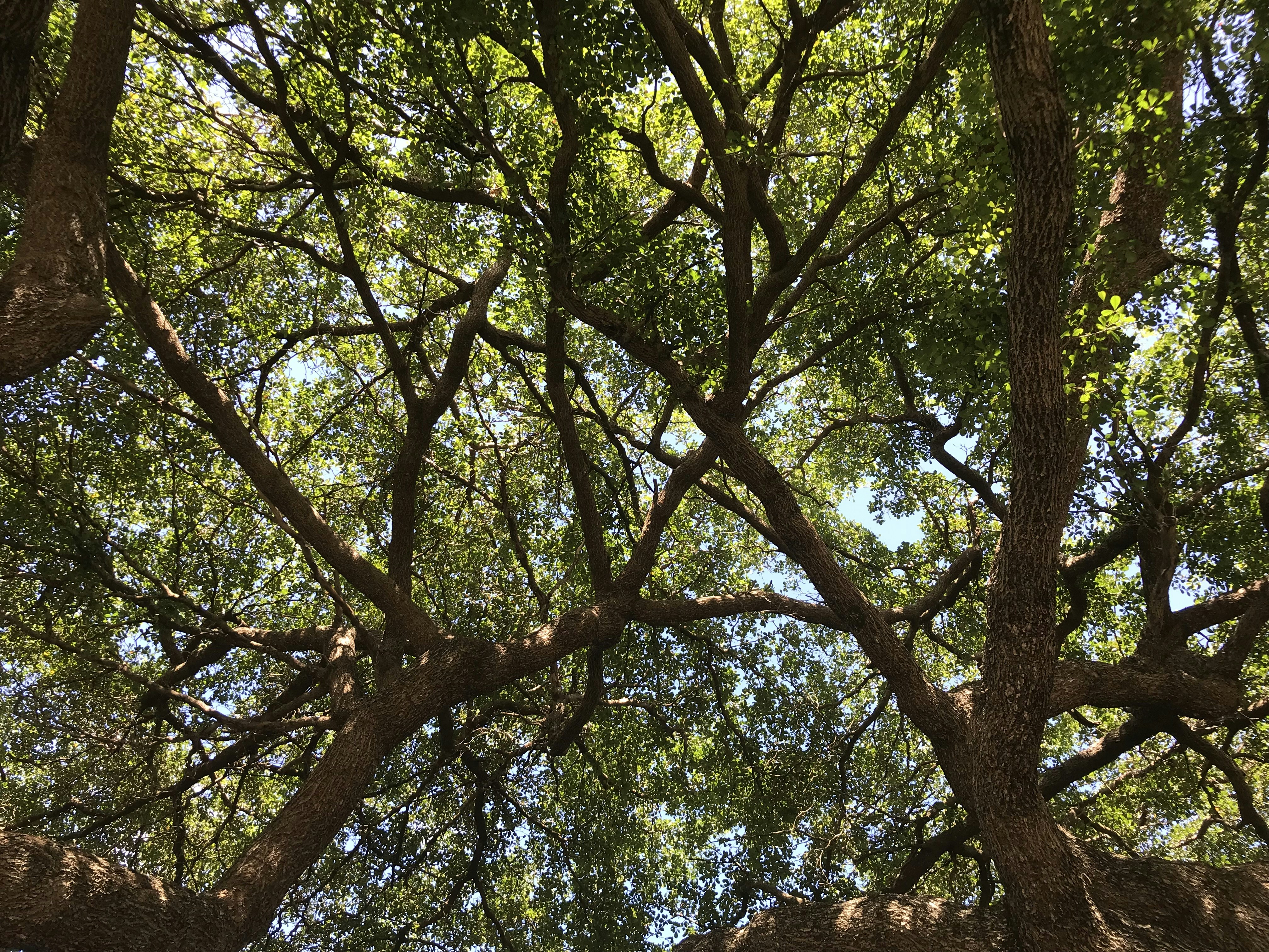 green trees