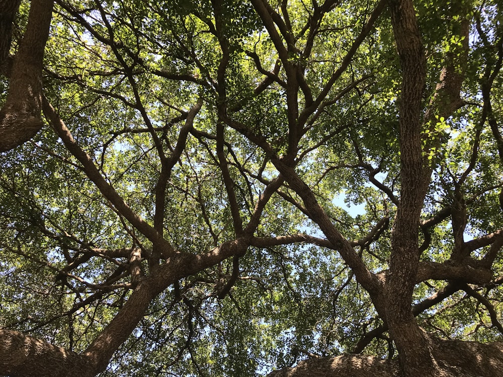 green trees