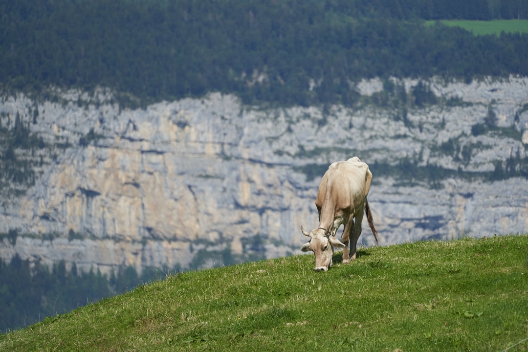 cattle eating grass