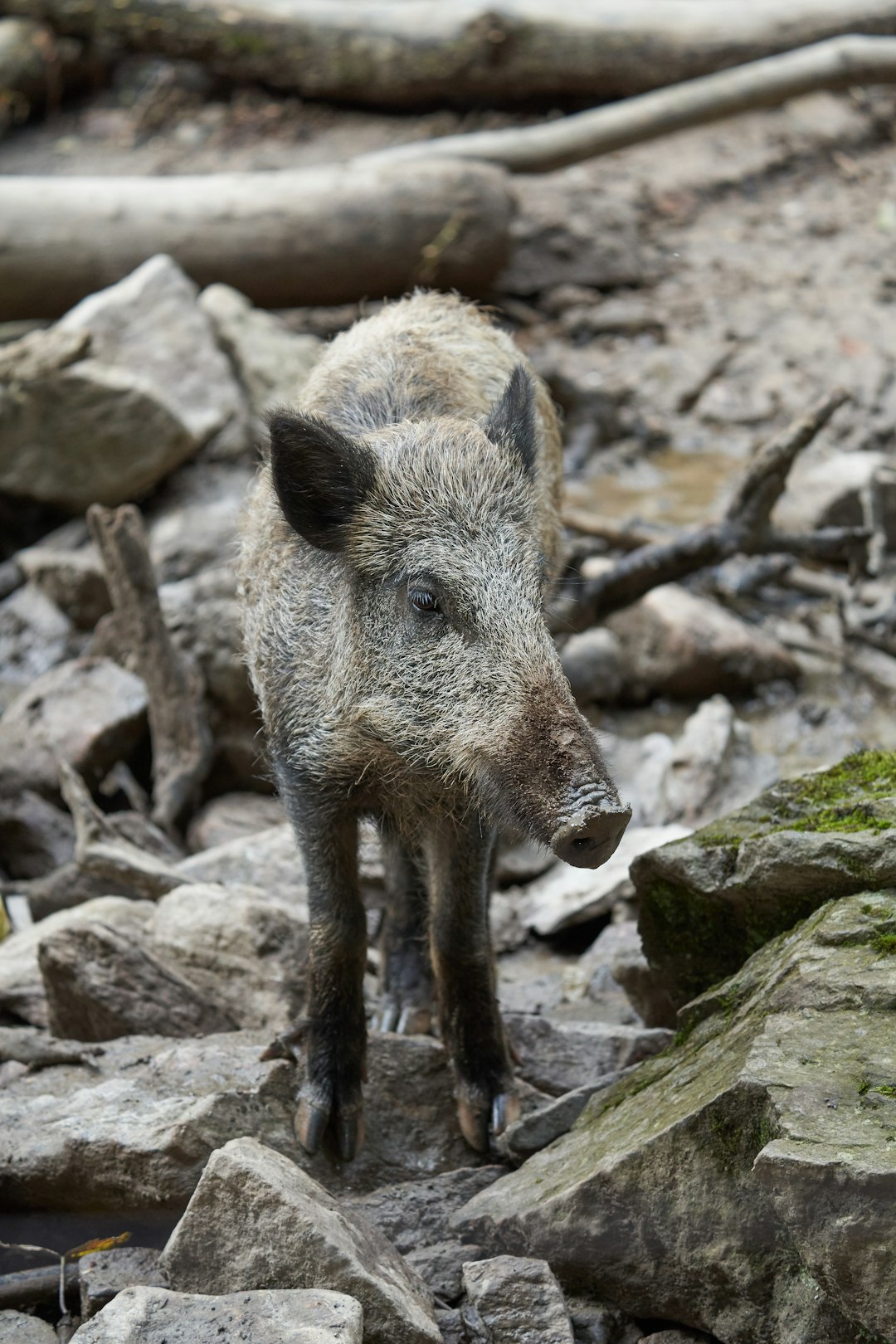 wild pig standing on rocks