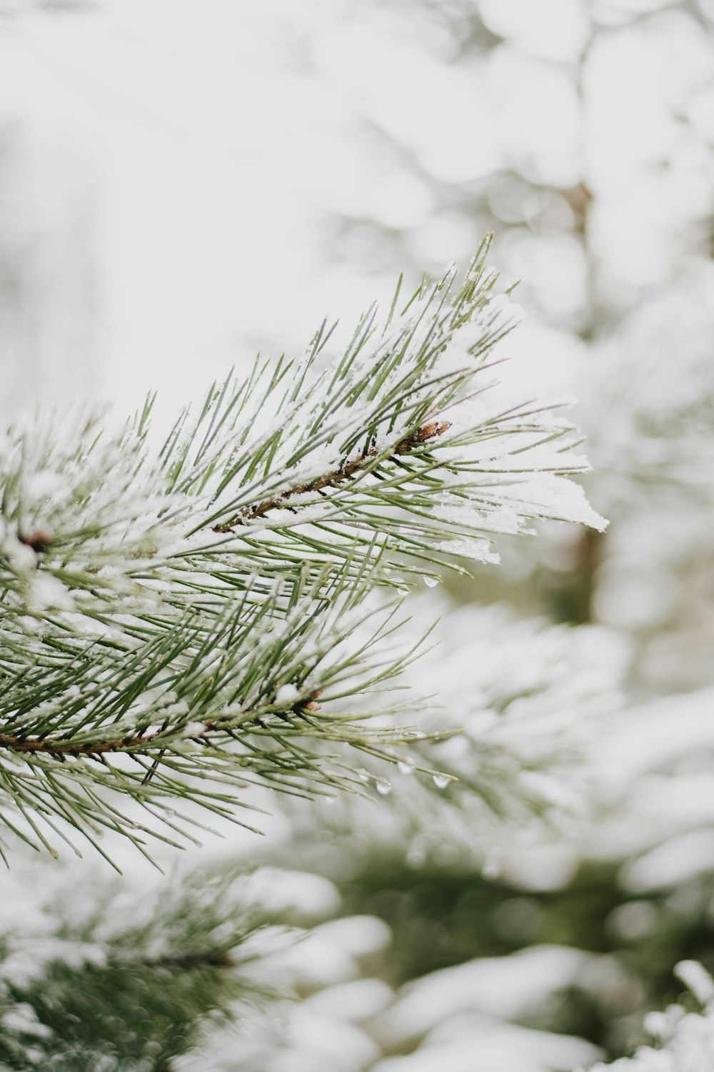 green pine tree