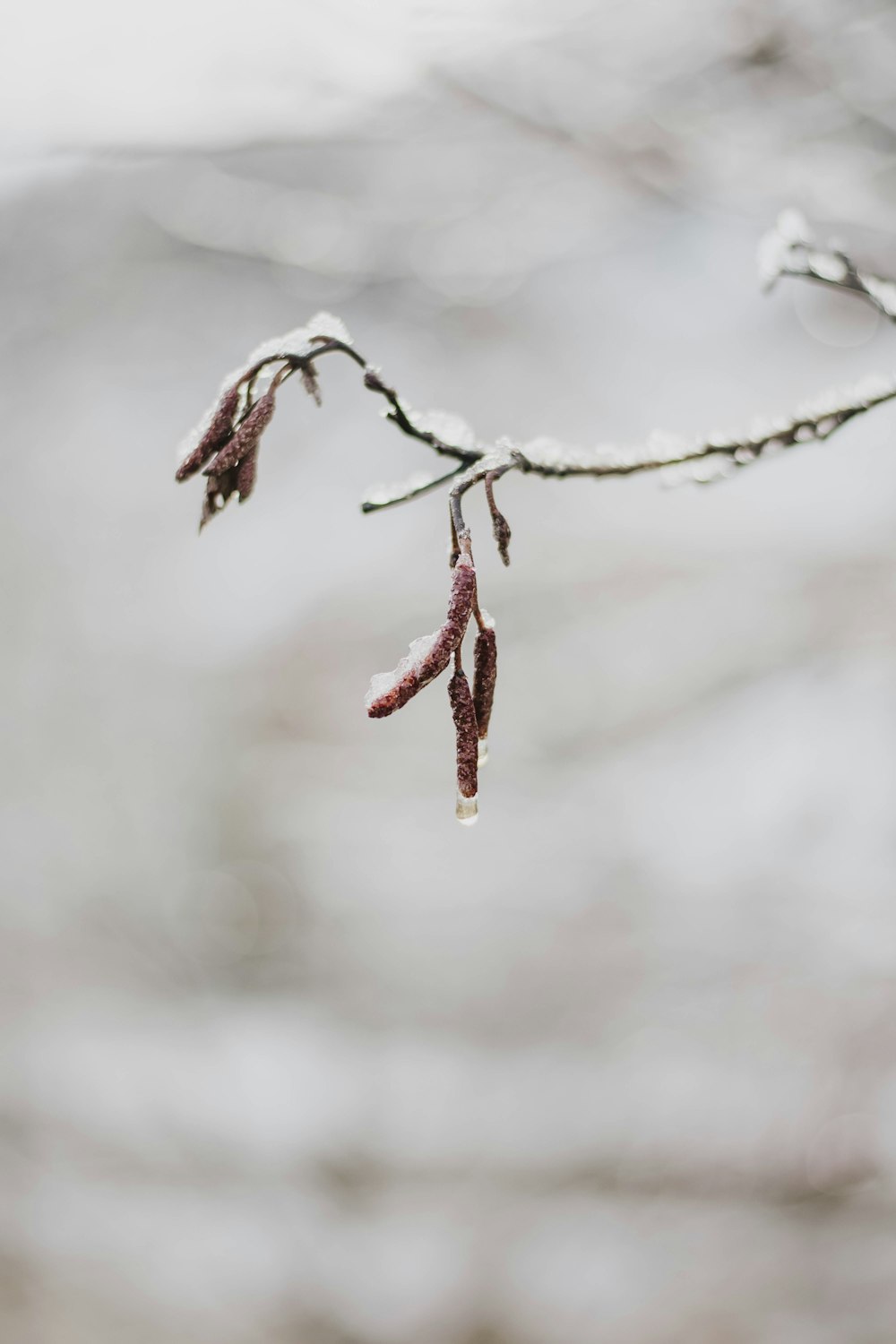 leafless tree