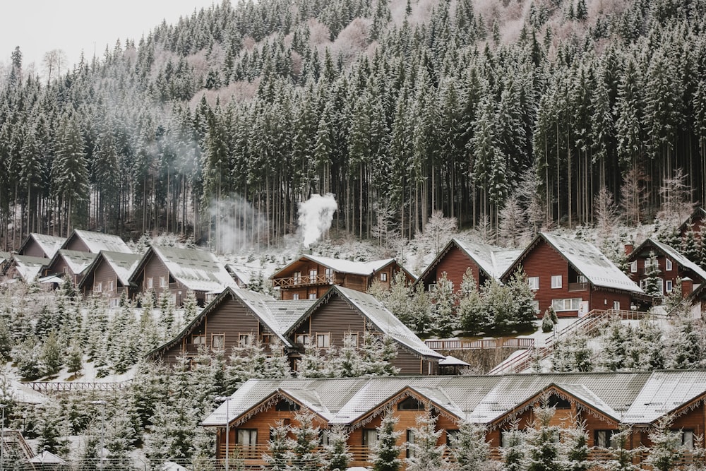 houses near trees