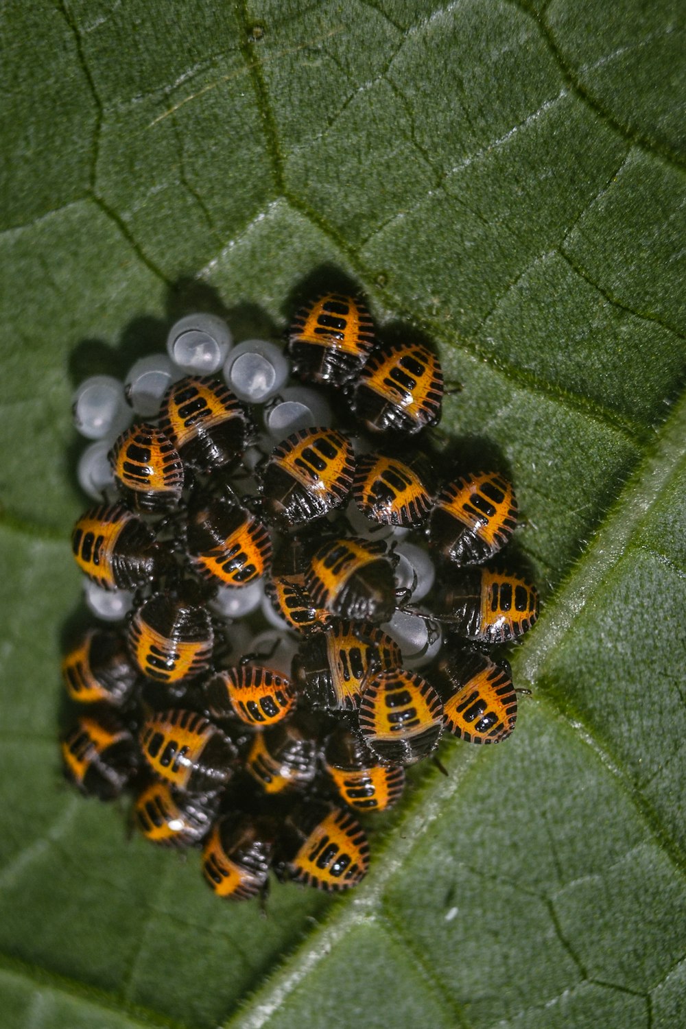 yellow-and-black insects