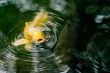 yellow koi fish