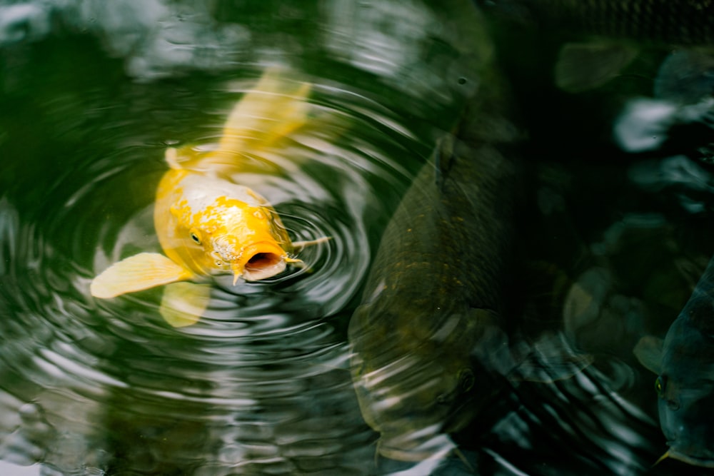 yellow koi fish