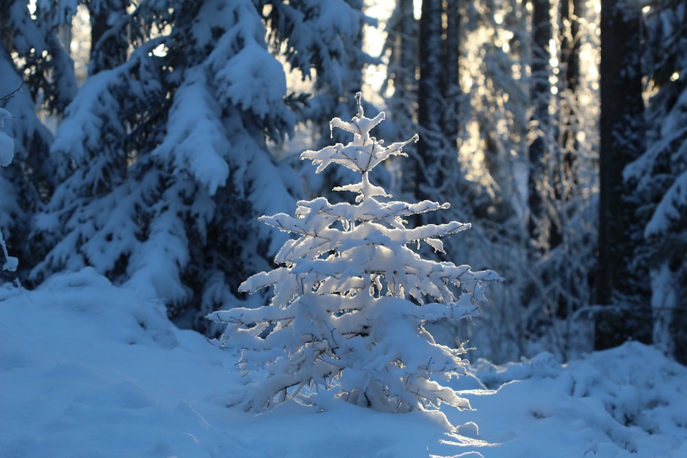 tree covered with snow