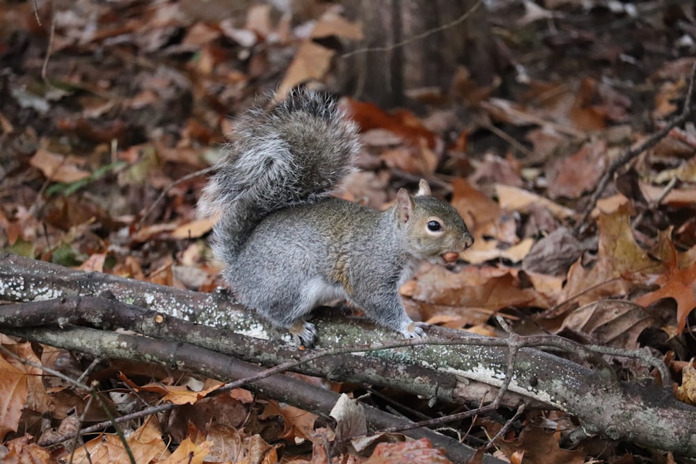 brown squirrel on tree