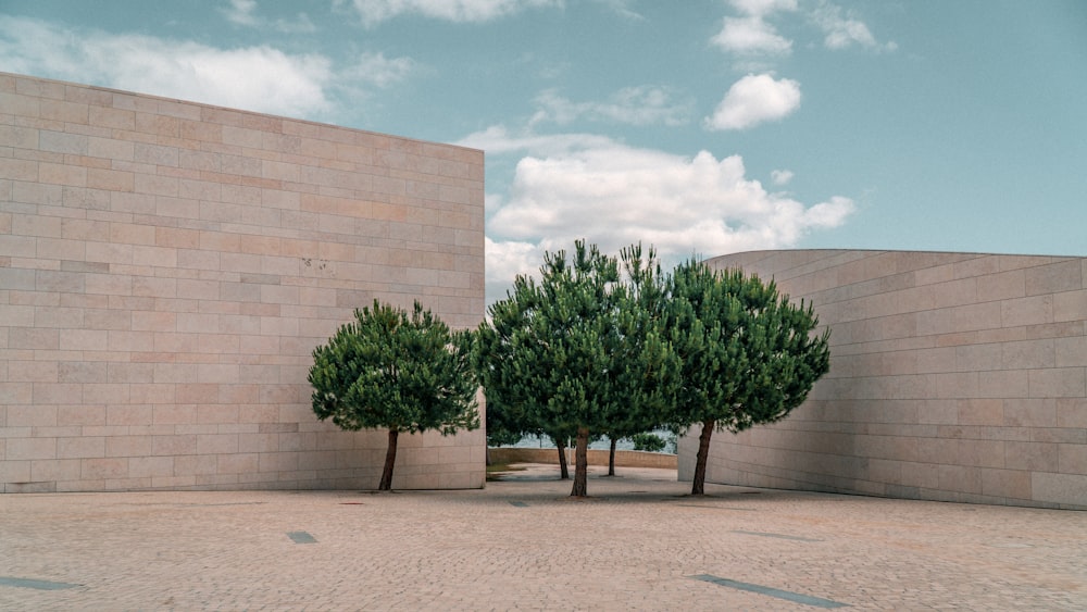 tall trees beside buildings