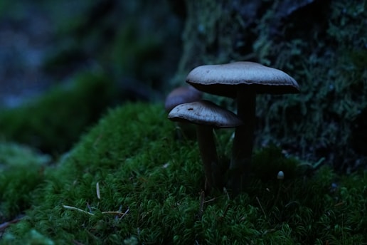 Two mushrooms with pale, rounded caps stand amid lush green moss in a dimly lit forest scene, conveying a sense of calm and mystery in the natural setting.