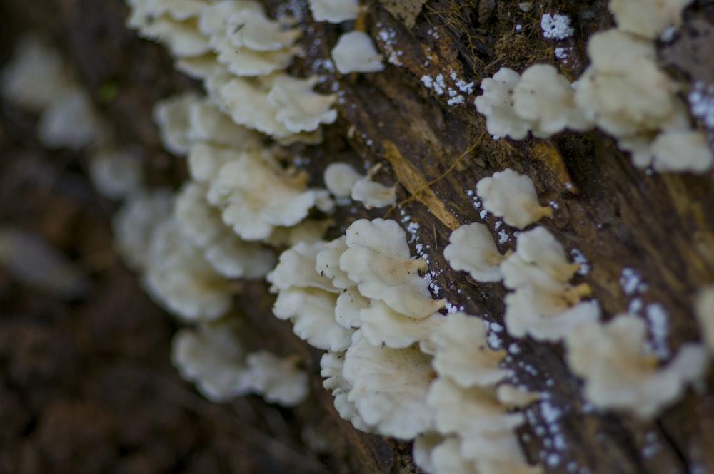 a group of mushrooms growing on a tree