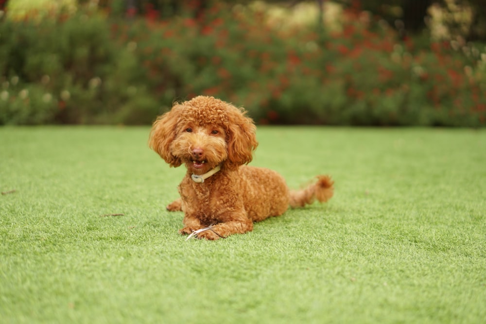 chocolate poodle sitting on grass