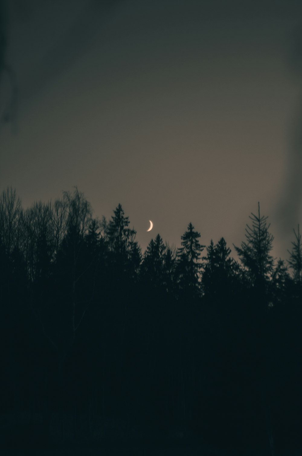 trees under moon