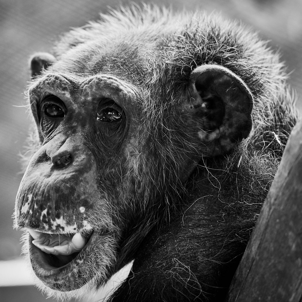 grayscale photography of monkey