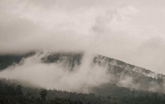 forest and fog in Gunung Salak Indonesia