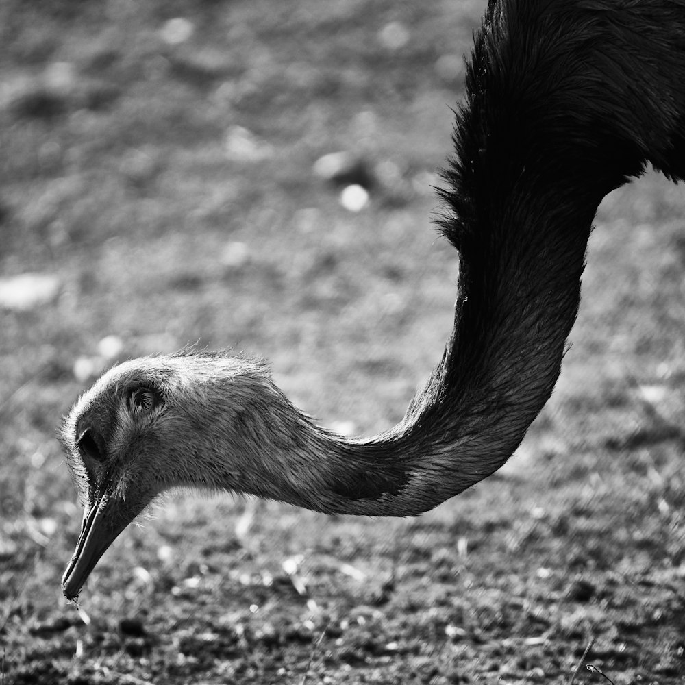 grayscale photography of ostrich photo – Free Grey Image on Unsplash