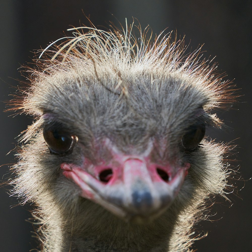 white and pink ostrich