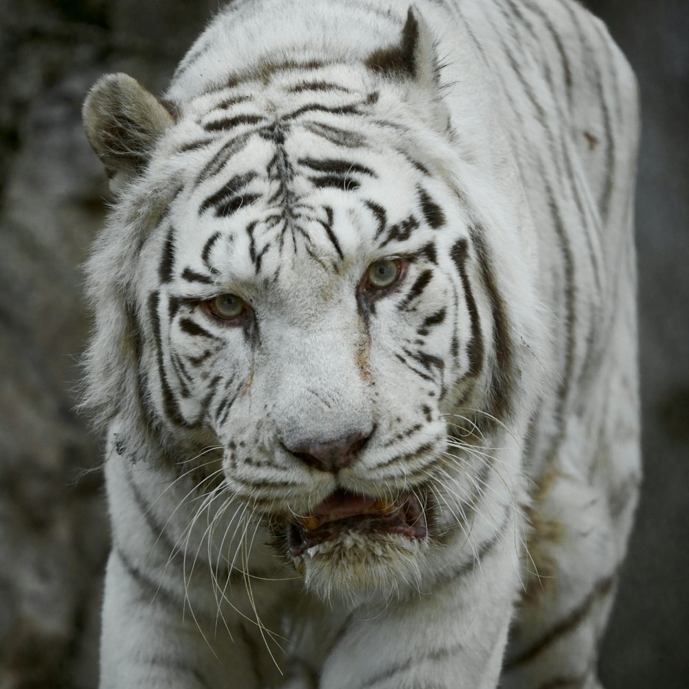 white tiger on focus photography