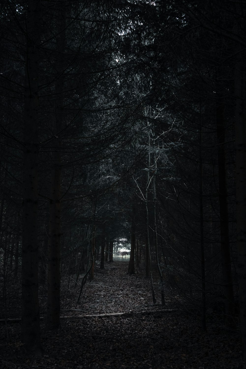 a dark forest filled with lots of trees