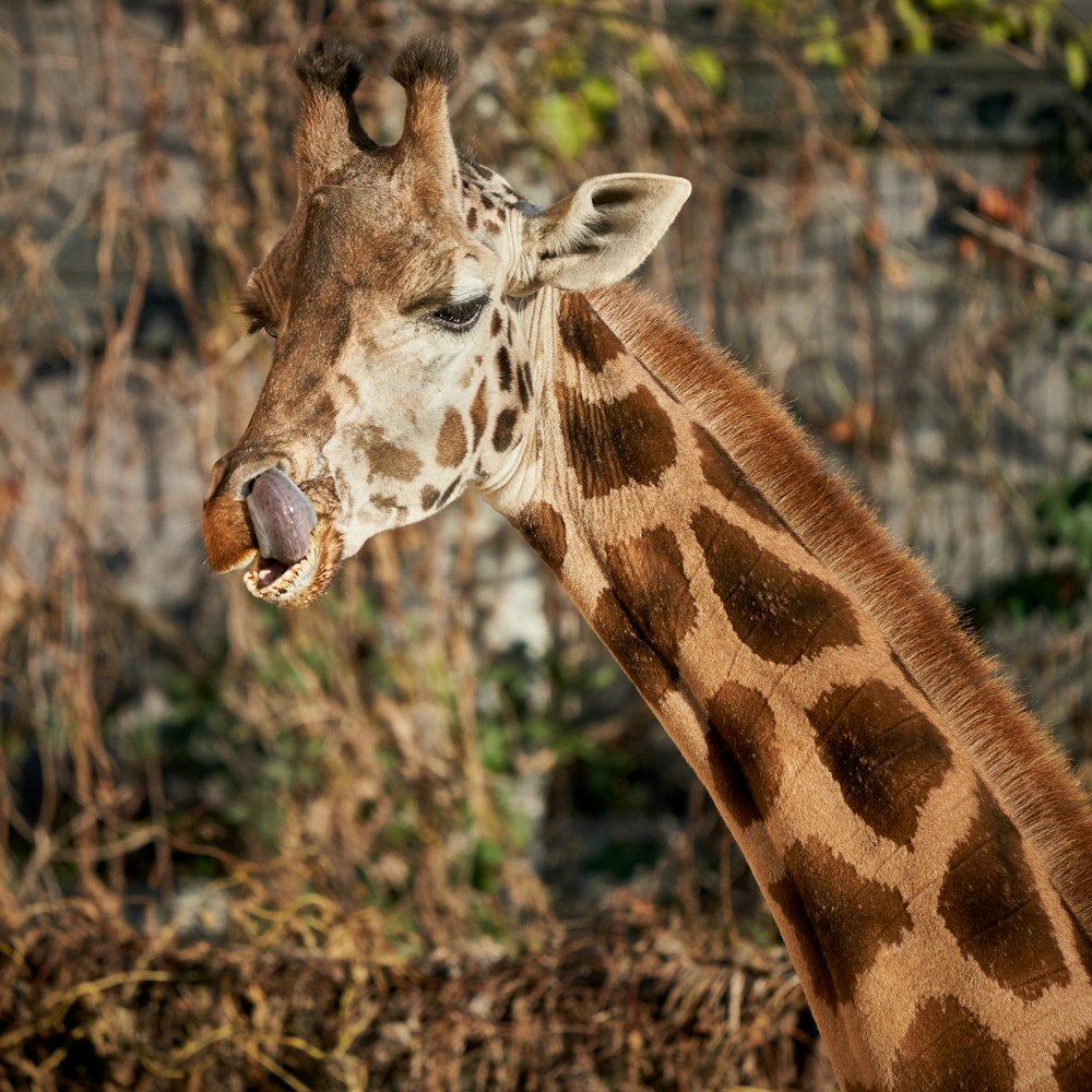macro fotografia do animal girafa