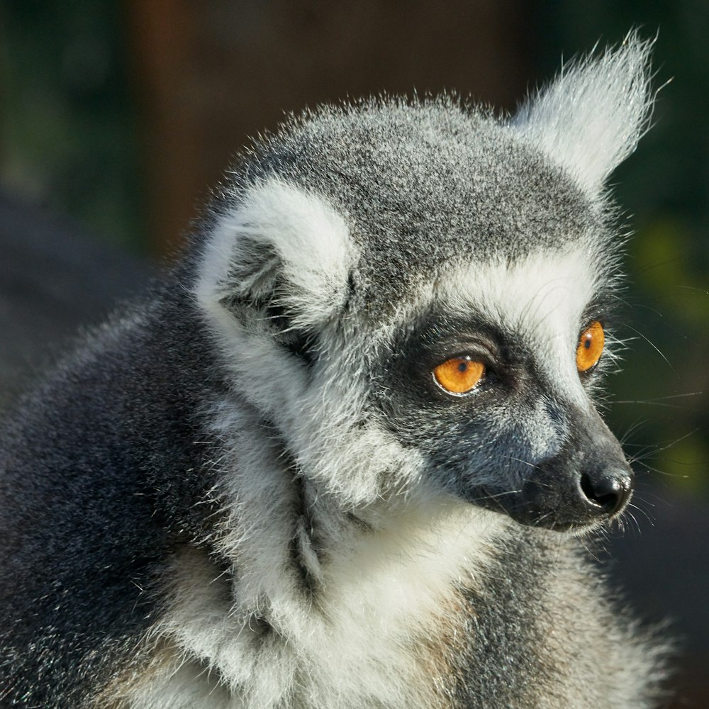 grey and white animal