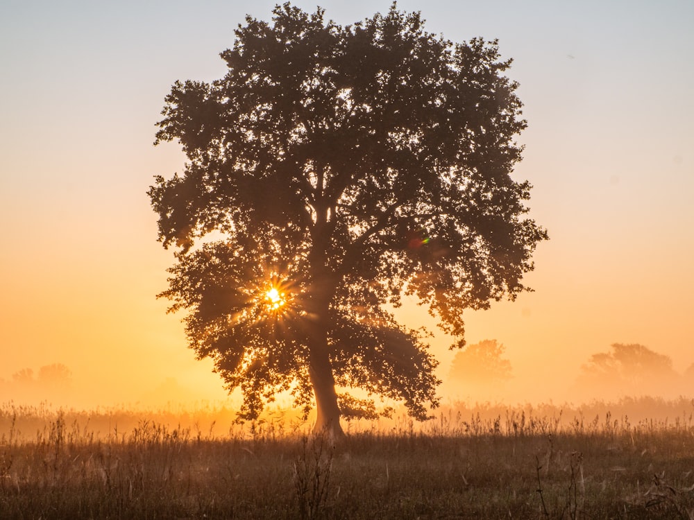 green-leafed tree