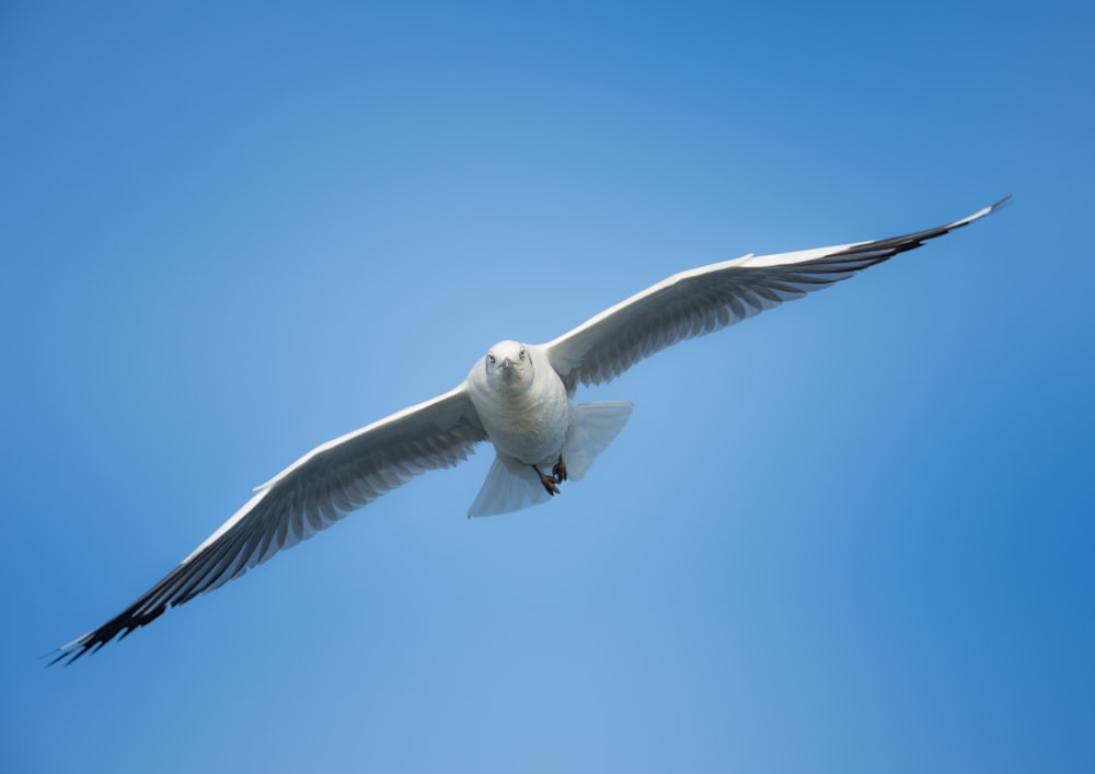 white bird in mid air