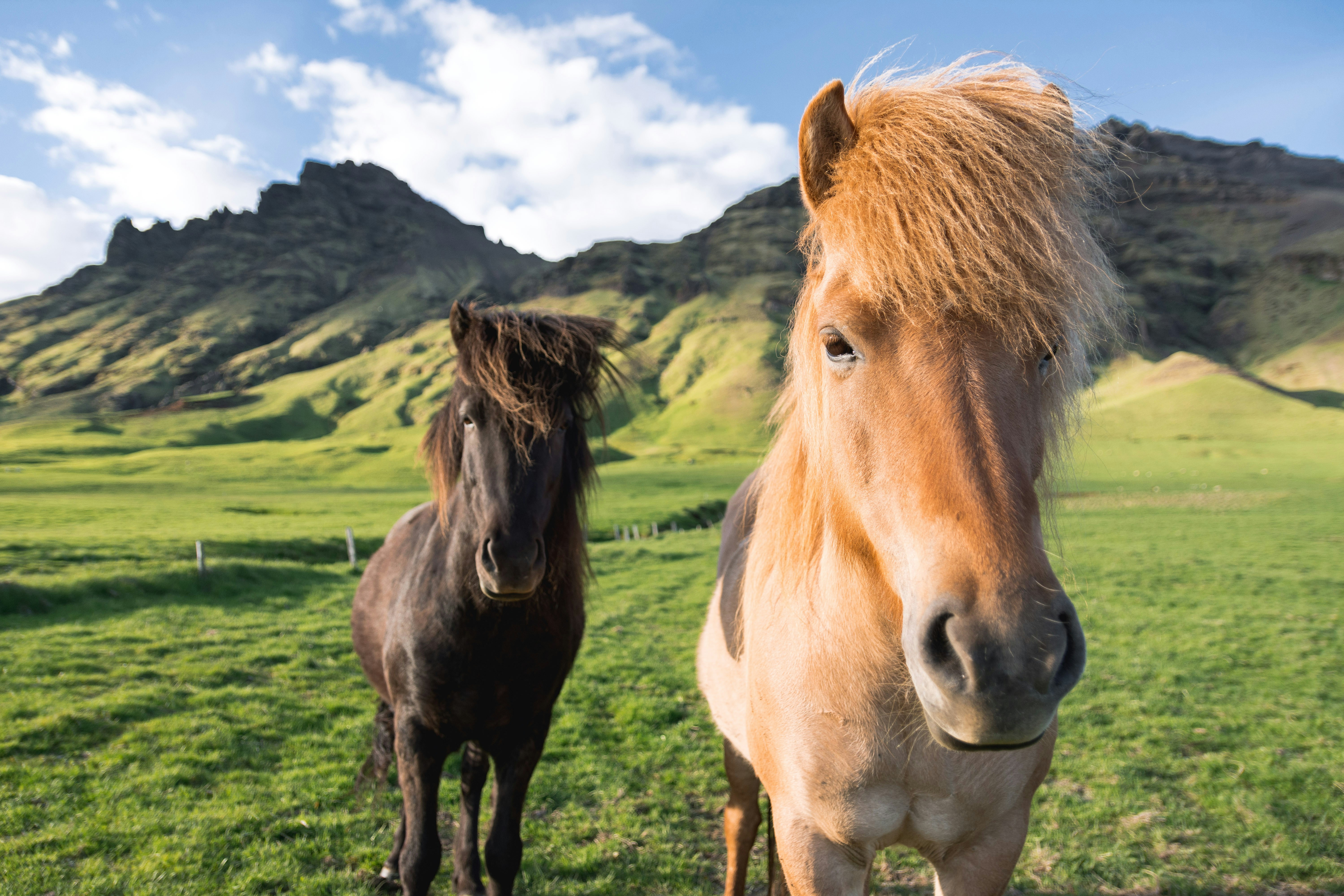 horse near mountain range, Kind look